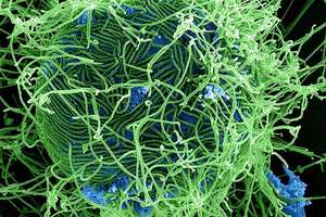 Ebola Sudan